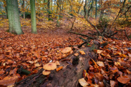 Gevallen, dode boom bedekt met paddenstoelen tijdens herfst in het bos van het Noordhollands Duinreservaat bij Bergen