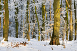 Zonlicht schijnt op boomstammen in een met sneeuw bedekt beukenbos in het binnenduin van het Noordhollands Duinreservaat bij Heemskerk.