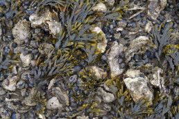 Drooggevallen oesters, mosselen, alikruiken en wieren op een kleine oesterbank tijdens laagwater in de Waddenzee bij Texel.