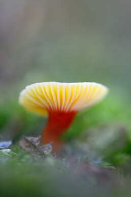 Een wasplaat (Hygrocybe) met rode steel en gele hoed tussen het mos in het Nationaal Park Duinen van Texel bij Den Hoorn.