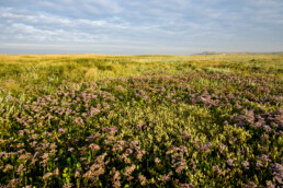 Warm licht schijnt over planten in kwelderlandschap tijdens zonsopkomst in de slufter van het Nationaal Park Duinen van Texel