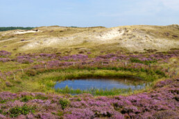Zanderige duinhellingen en paarse bloemen van bloeiende heide rondom poel in de Bollekamer van Nationaal Park Duinen van Texel bij Den Hoorn