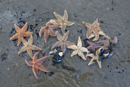 Aangespoelde zeesterren (Asterias rubens) langs de vloedlijn na een winterstorm op het strand van Wijk aan Zee.