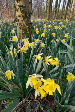 Gele bloemenzee van bloeiende narcissen (Narcissus) tijdens voorjaar in het bos van Landgoed Marquette bij Heemskerk.