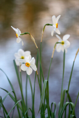 Bloeiende dichtersnarcis (Narcissus poeticus) met witte bloemen aan de waterkant tijdens lente op Landgoed Elswout bij Overveen.
