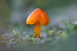Oranje steel en hoed van een wasplaat (Hygrocybe) in de duingraslanden van het Nationaal Park Zuid-Kennemerland bij Bloemendaal aan Zee