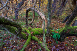 Met mossen bedekte verwrongen boomstammen en takken in het oude naaldbos van de Schoorlse Duinen.