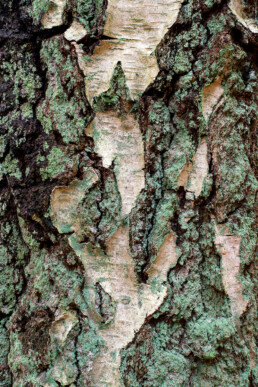 Met korstmossen bedekte boomschors van boomstam ruwe berk (Betula pendula) in het bos van Landgoed Koningshof in Overveen